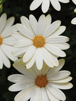 OSTEOSPERMUM Voltage White